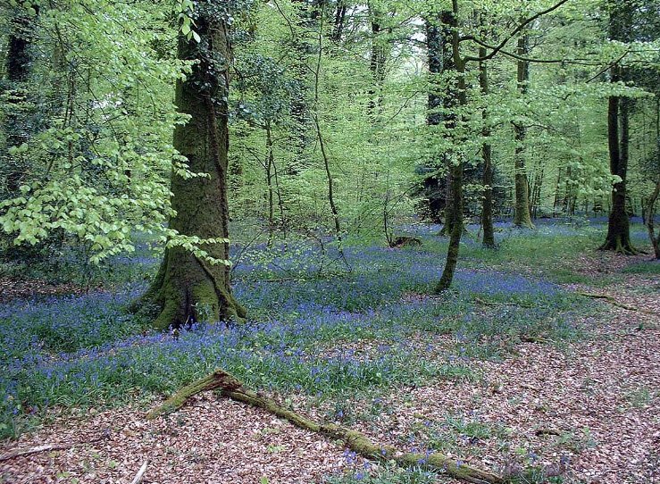 Arboretum de l'Étoile des Andaines, Champsecret, France, France